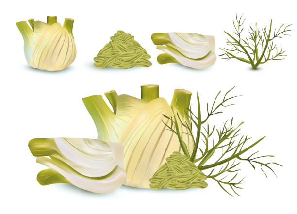 illustrazioni stock, clip art, cartoni animati e icone di tendenza di finocchio realistico con foglia verde e semi. finocchio bianco con steli verdi. spezie per il tuo menu isolate su sfondo bianco. illustrazione 3d - fennel ingredient vegetable isolated on white