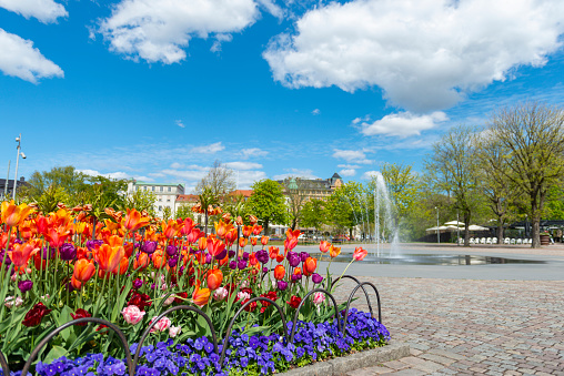 Springtime in Gothenburg city, Sweden. Fountain and Tulip flowerbeds.