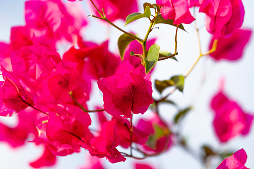 detail of red bougainvillea with white background