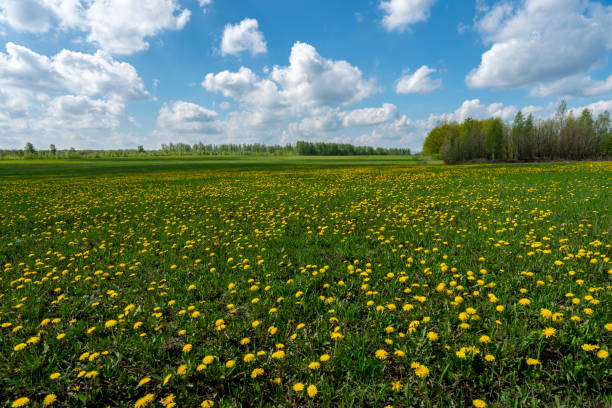 a field of yellow dandelions on a Sunny spring day against a blue sky with white clouds