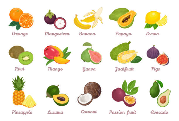 Tropical fruits set. Orange, Mangosteen, Banana, Papaya, Lemon, Kiwi, Mango, Guava, Jackfruit, Fig, Pineapple, Lucuma, Coconut, Passion fruit, Avocado isolated on white. Vector cartoon illustration. Tropical fruits set. Orange, Mangosteen, Banana, Papaya, Lemon, Kiwi, Mango, Guava, Jackfruit, Fig, Pineapple, Lucuma, Coconut, Passion fruit, Avocado isolated on white. Vector cartoon illustration. tropical fruit stock illustrations