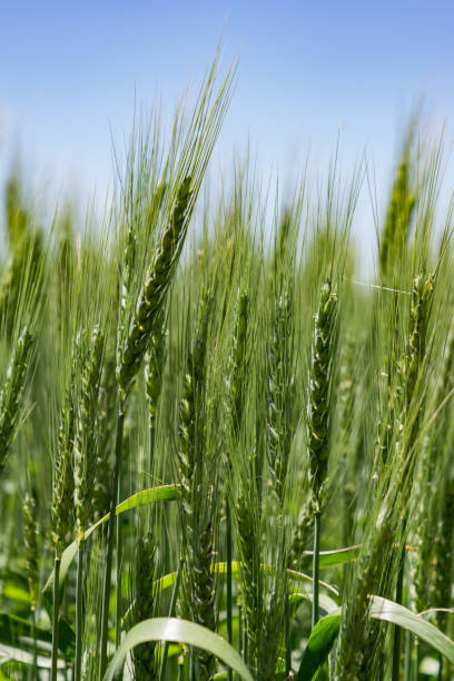 istock ears of green wheat 1225067997