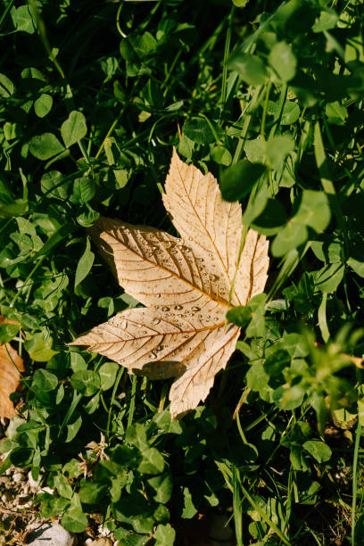 feurige gelbe herbstahornblätter, in tautropfen, liegen auf dem grünen gras. - grass maple tree nature dew stock-fotos und bilder