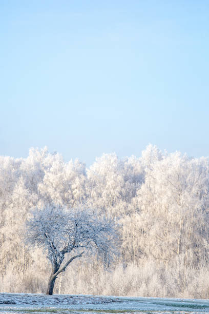 istock Snow covered trees with white sky and frost around 1225070505