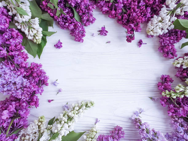 istock lilac flower on a wooden background frame 1225070573