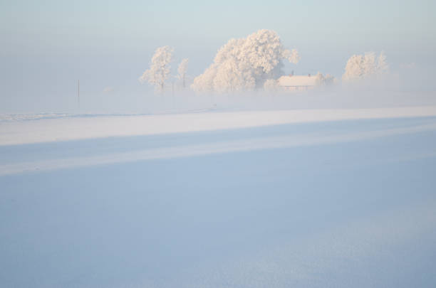 istock Snow covered trees with white sky and frost around 1225071104