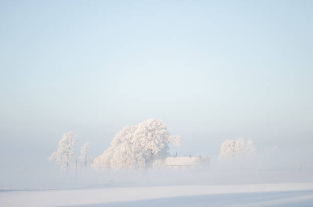 istock Snow covered trees with white sky and frost around 1225071970