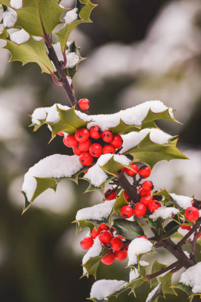 istock branch with red fruits covered by a layer of snow 1225072093