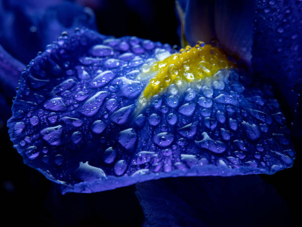 istock Flower petal with drops 1225072119