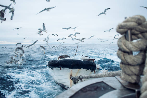 a flock of herring gulls follows an orange commercial  fishing boat out of Aunt Lydia's Cove in Chatham, Massachusetts on  a November afternoon.