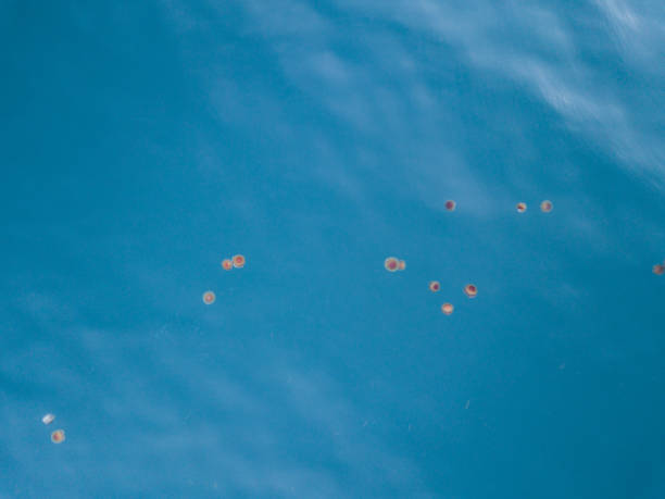 青い海のクラゲのトップダウンショット - scyphozoa ストックフォトと画像