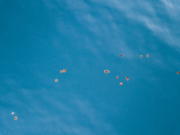 top down shot de águas-vivas no mar azul - scyphozoa - fotografias e filmes do acervo