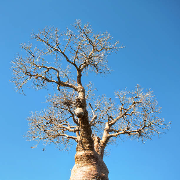 guardando in alto la cima dell'albero di baobab, rami sottili di nuovo cielo blu chiaro - clear sky branch tree trunk uncultivated foto e immagini stock