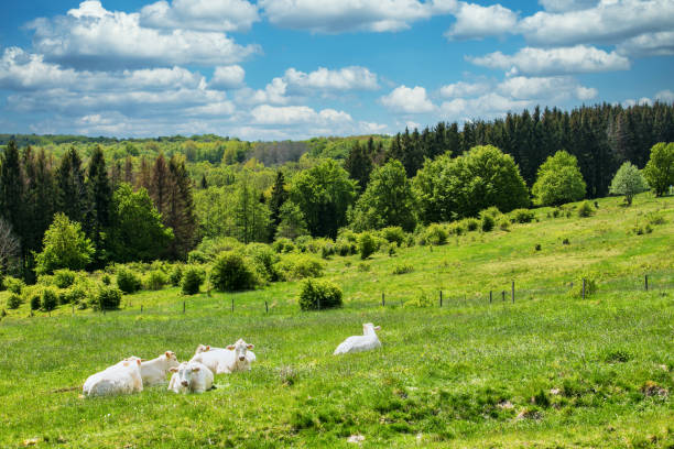 Cows standing in a green field in the countryside Belgium