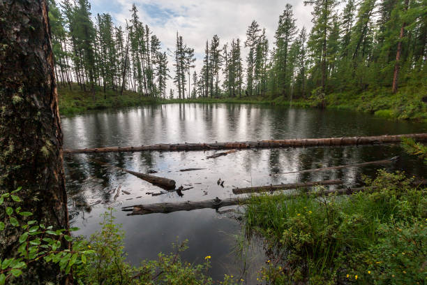 istock Forest lake surrounded by green grass and coniferous trees. Tree trunks float in the water. Circles from rain on the water. Horizontal. 1225076625