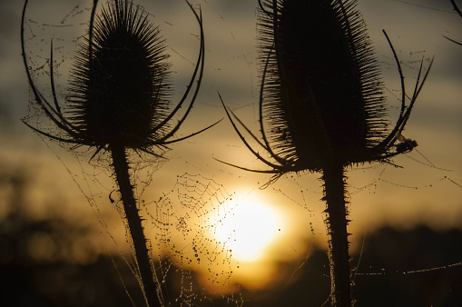 dew drops in web in a sunrise scene at the Brunssummerheide