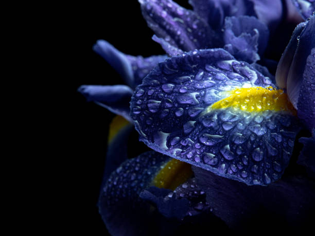 Flower petal with drops