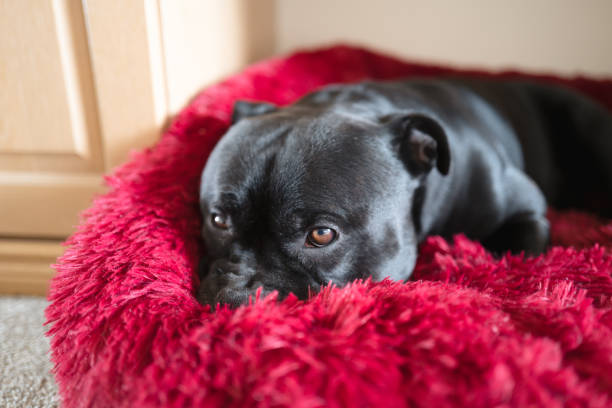 porträt eines staffordshire bull terrier hundes, der in einem flauschigen hundebett ruht. - pets bed bedroom animal stock-fotos und bilder