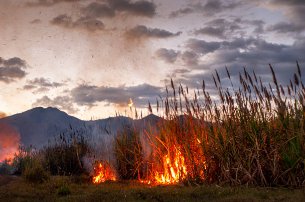 istock Central America Sugar Cane Field on Fire 1225077860