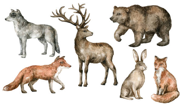 illustrations, cliparts, dessins animés et icônes de animaux de forêt d’aquarelle. loup sauvage, renard, cerf, ours, lièvre dans un style réaliste. illustration peinte à la main de la faune isolée sur le fond blanc. équipe d’amis forestiers. - fluffy bear cute friendship