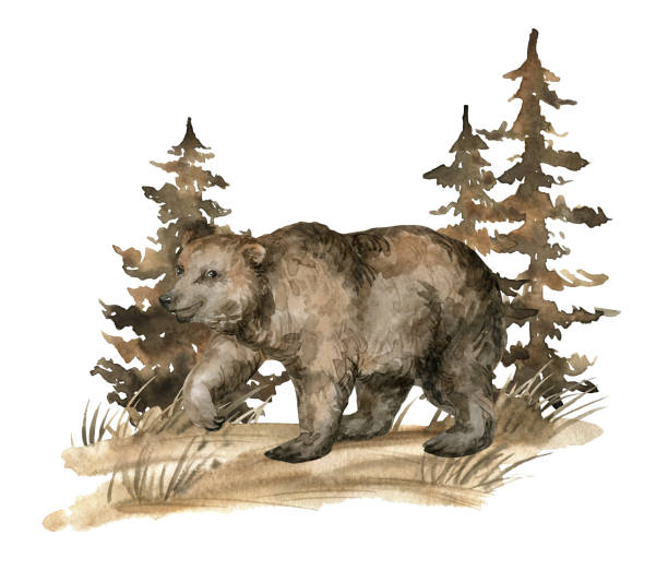 istock Watercolor brown bear and forest landscape. Realistic hand-painted wild animal and trees isolated on white background. Vintage bear illustration. 1225077930