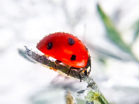 red ladybug crawling on a leaf, selective focus, macro photography