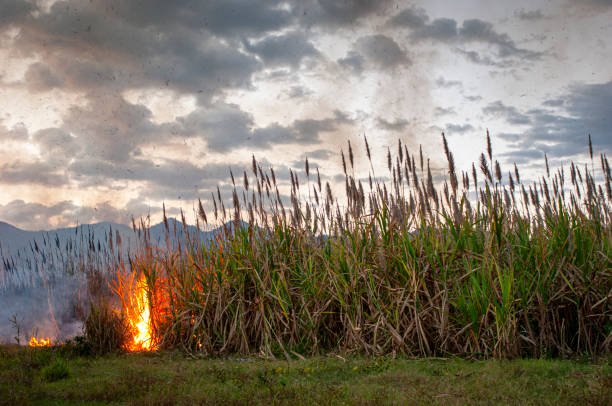 istock Central America Sugar Cane Field on Fire 1225078986