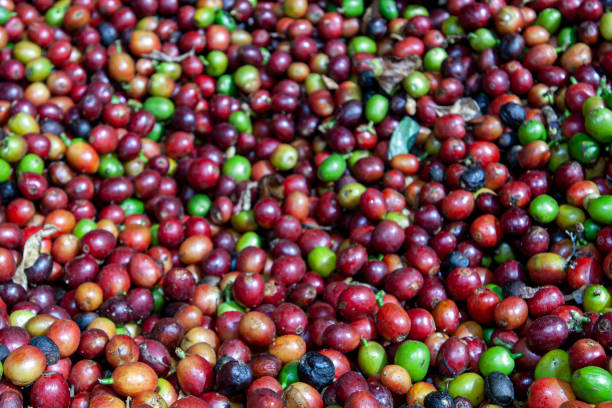 istock Coffee Beans Drying in the Sun 1225079554