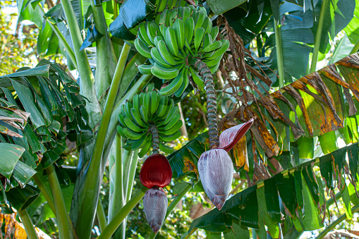 Low angle view of bananas ripening, in a bunch, on a banana tree located on a remote Central America farm.\n\nEl Salvador, Central America.
