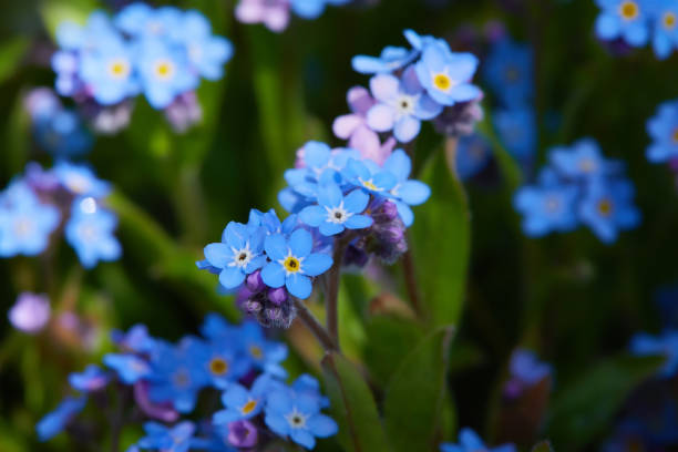 istock Small blue forget-me-nots or Scorpion grass flowers 1225080522