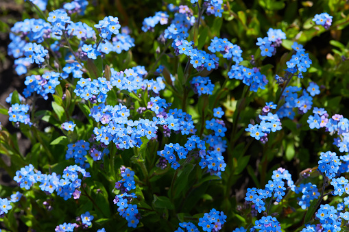 Small blue forget-me-nots or Scorpion grass flowers, Myosotis, growing in a garden in a sunny spring day.