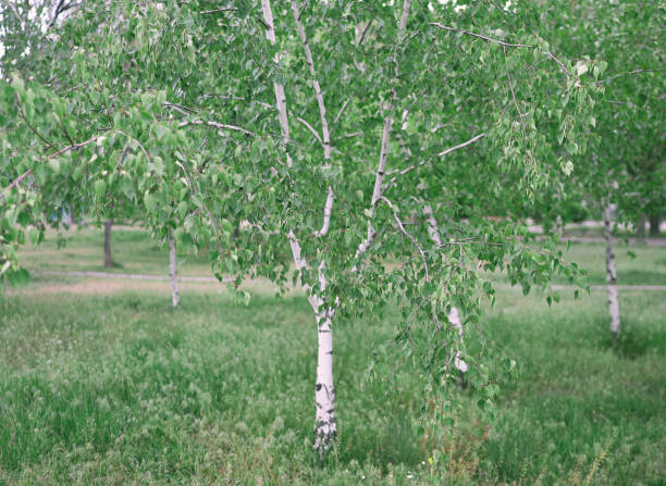 istock birch trees grow on a green lawn 1225081942