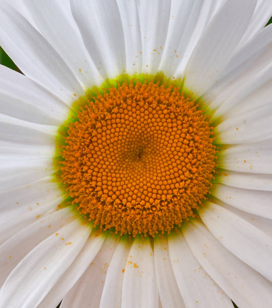 istock daisy flower growing on a white background 1225082022