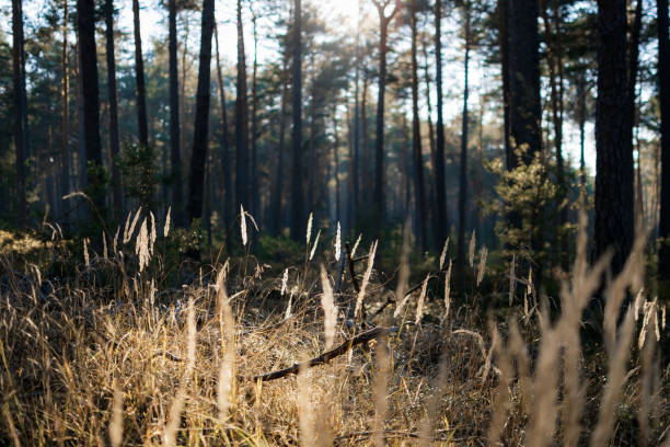 Close-up of culms of grass in the forest, in sunlight, the focus lays in the middle