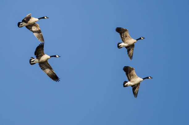 istock Flock of Canada Geese Flying in a Blue Sky 1225082889