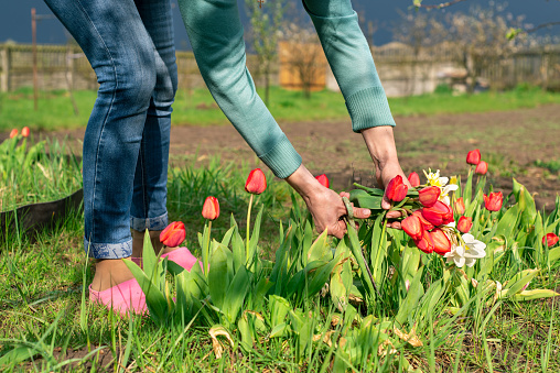 A young woman cuts red tulips with scissors from the beds in her garden. After the rain. Your garden out of town.