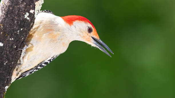 istock Curious Red-Bellied Woodpecker Perched in a Tree 1225082912