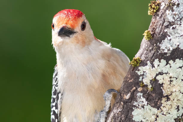 The Red-bellied Woodpecker, nesting in the amazing reserve of Wakodahatchee Wetlands in Florida.