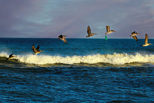 California Brown Pelican, La Jolla, California, flying