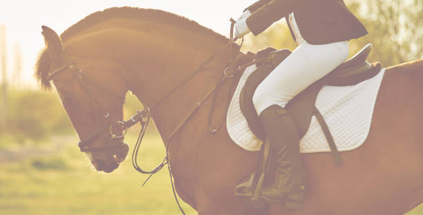 dziewczyna jeździectwo jeźdźca jazda pięknym koniem w promieniach zachodzącego słońca. kompozycja koń - lead theme zdjęcia i obrazy z banku zdjęć