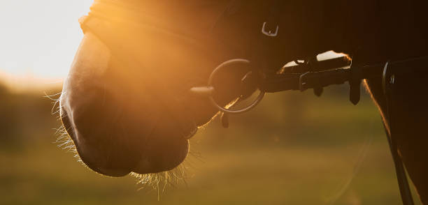 Horse head in the setting sun. Horse theme