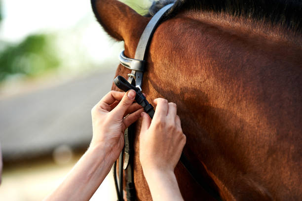 istock horse stirrup close-up. Horse theme 1225083951