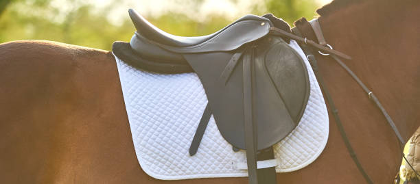 edição saddle pad. tema do cavalo - halter horse animal adult - fotografias e filmes do acervo