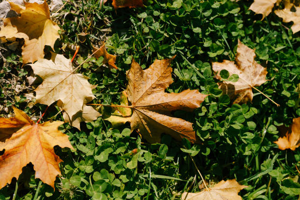 feurige gelbe herbstahornblätter, in tautropfen, liegen auf dem grünen gras. - grass maple tree nature dew stock-fotos und bilder