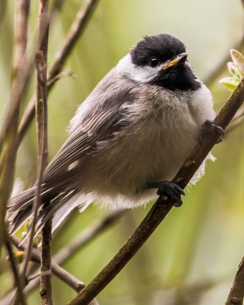 istock Virginia Chickadee baby bird on a branch 1225084430