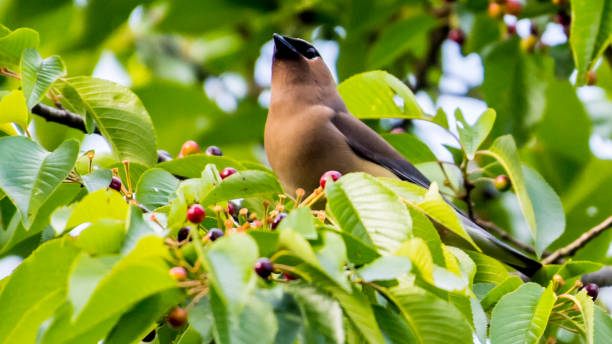istock Cedar waxwing bird in a tree looking for berries for food 1225084489