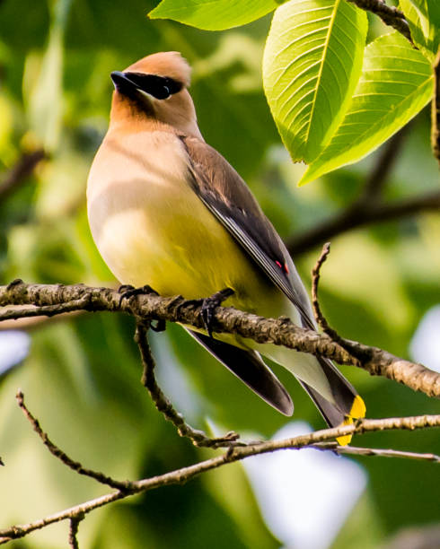 istock Cedar waxwing bird in a tree looking for berries for food 1225084498