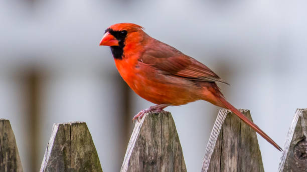 istock Big Male Red Cardinal Bird 1225084512