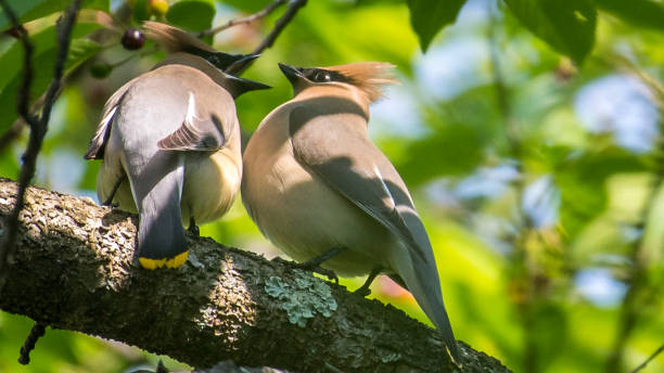 istock Cedar waxwing bird in a tree looking for berries for food 1225084516