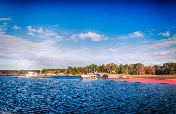 Cranberries being harvested in South Yarmouth, Massachusetts on a sunny blue sky day in Cape Cod.